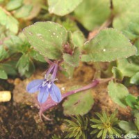 Lobelia heyneana Schult.